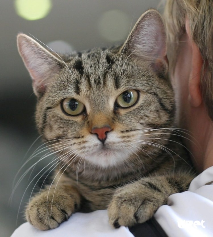 Европейская короткошерстная табби тигровый