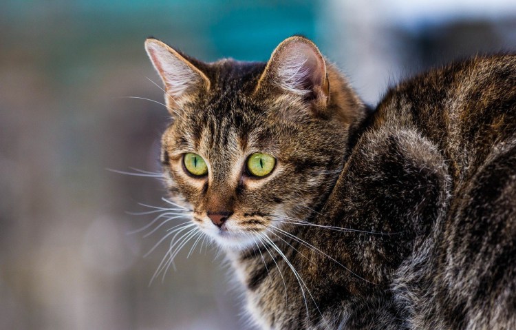 Европейская короткошерстная кошка