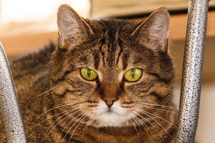 Европейская короткошерстная котенок