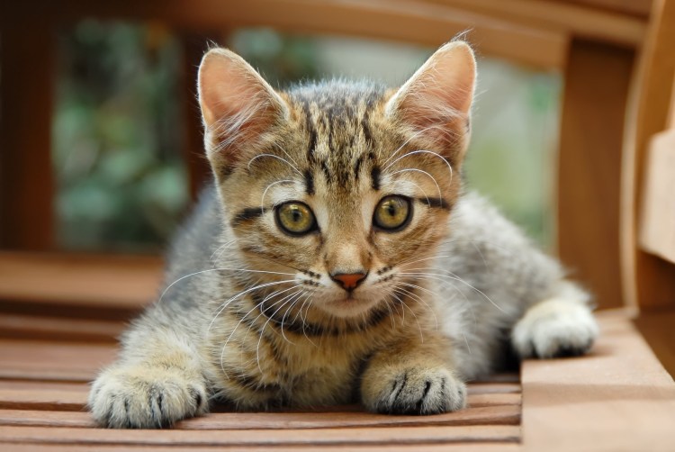 Европейский короткошерстный кот рыжий