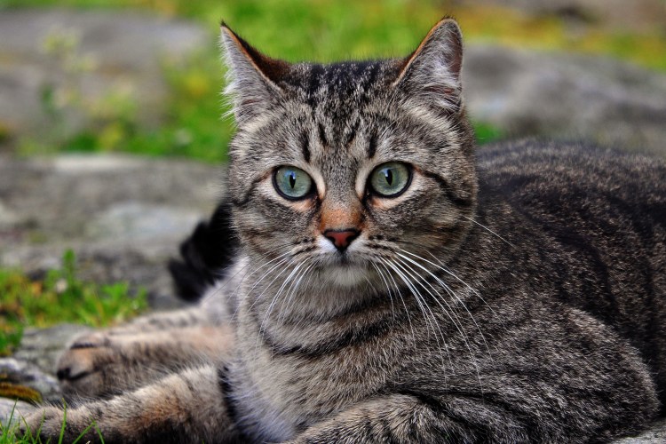 Европейская короткошерстная (Кельтская)