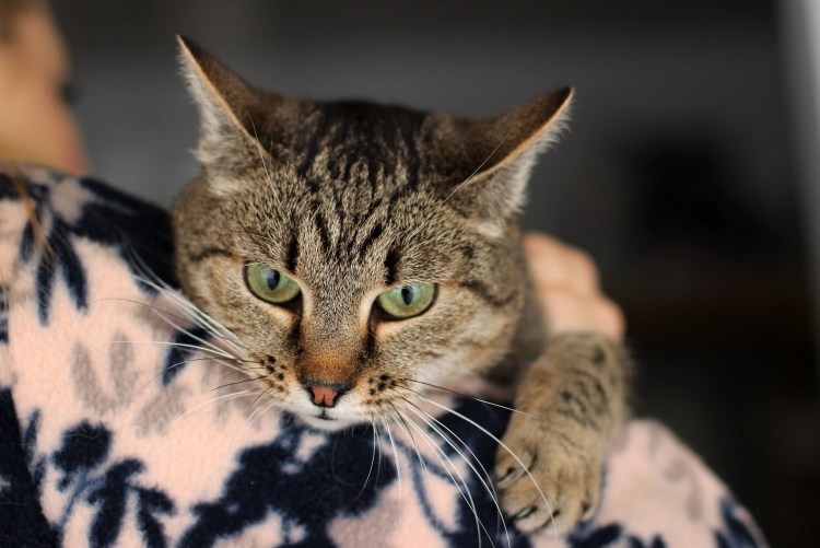 Европейская короткошерстная табби