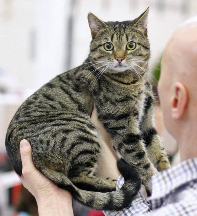 Порода кота Европейский короткошерстный