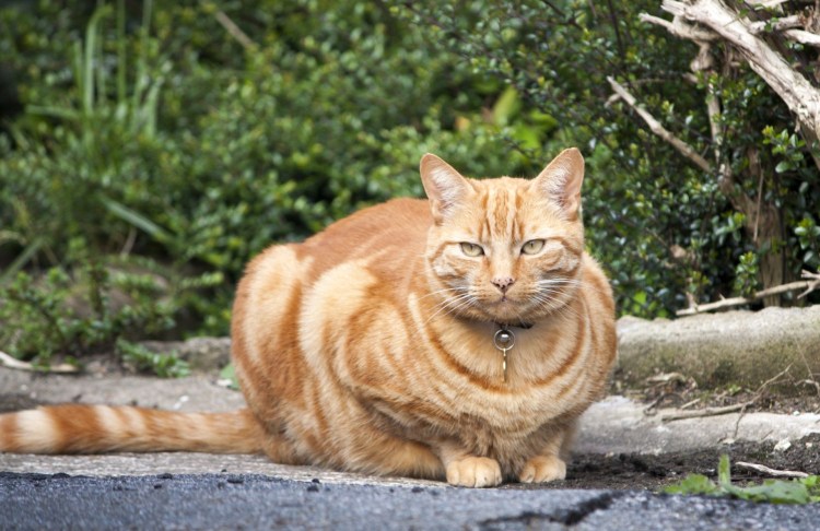 Европейский Лесной кот камышовый
