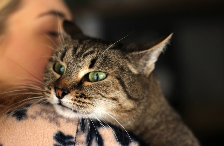 Европейский короткошерстный кот