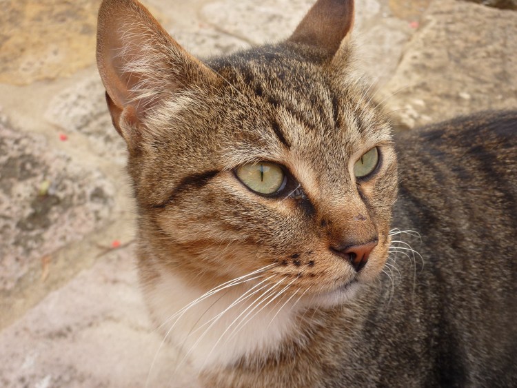 Породы рыжих кошек с названиями