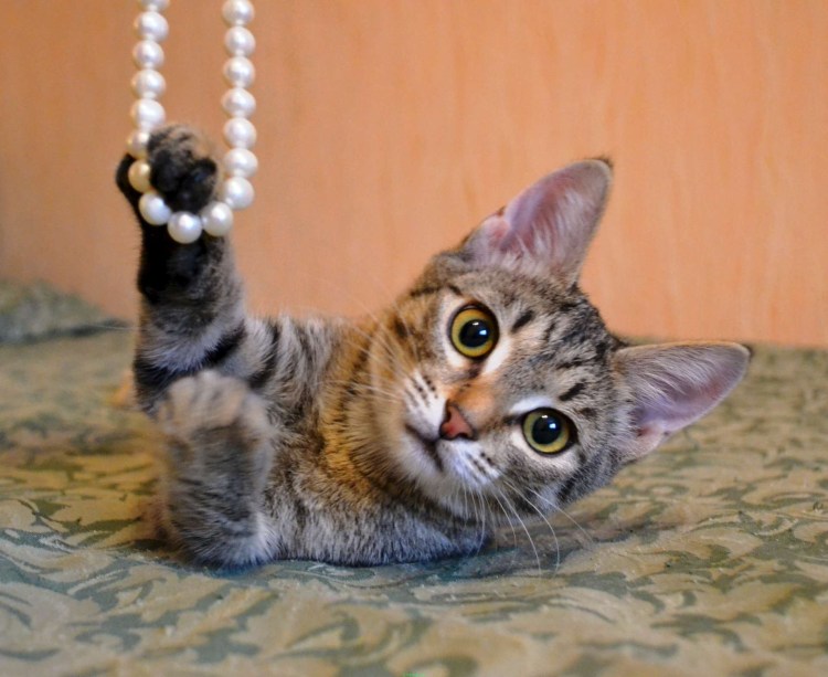 Европейская короткошерстная табби