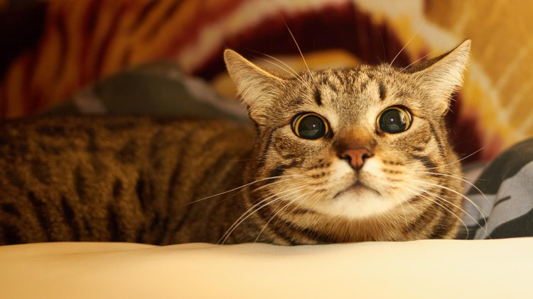 Европейская короткошерстная кошка