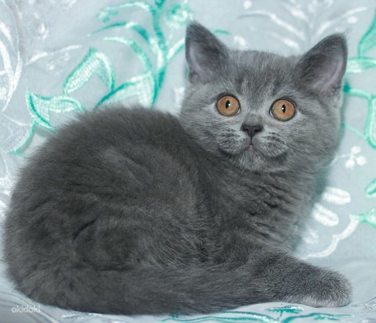 Скоттиш фолд голубой котенок