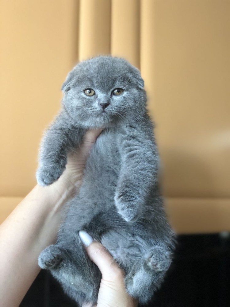 Британский скоттиш страйт