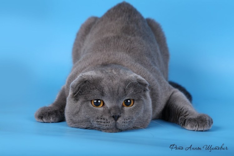 Скоттиш-фолд Шотландская прямоухая