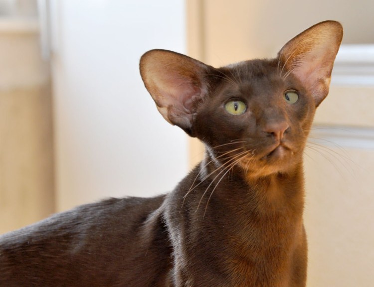 Грузинский Ориентал кошка