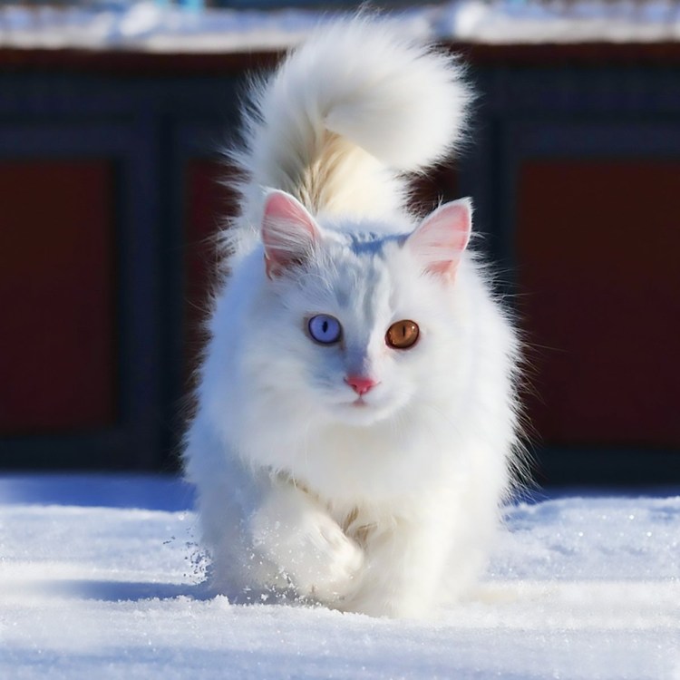 Бирманская кошка Шупетт