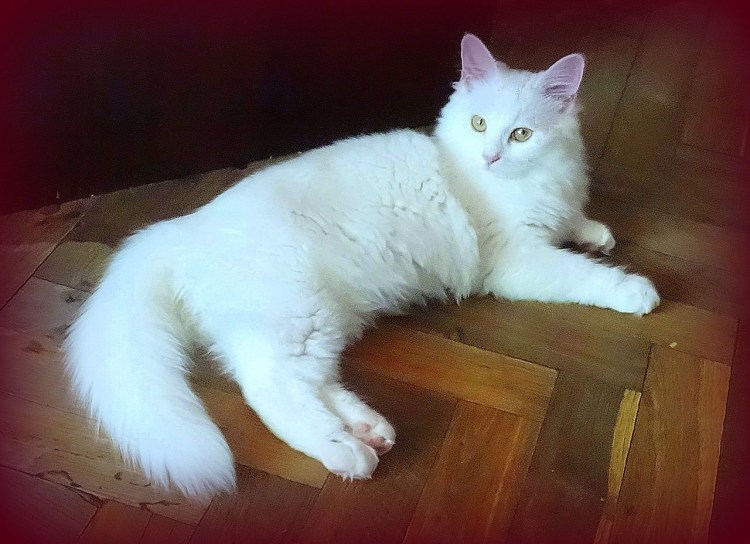 Сибирский кот белый