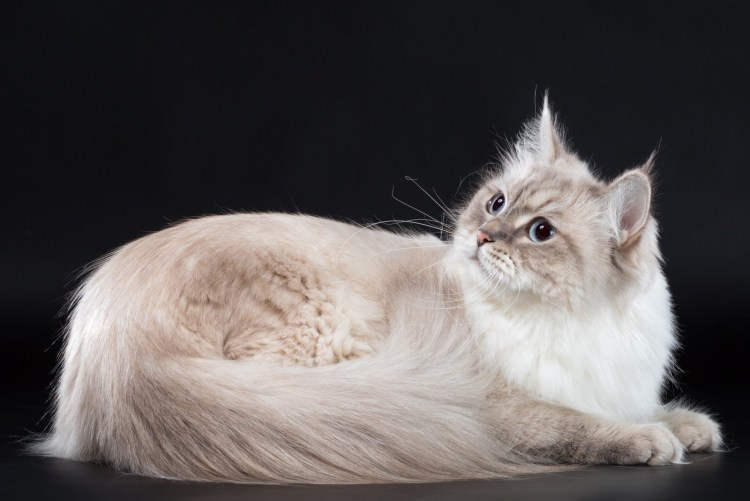 Невская маскарадная кошка белая