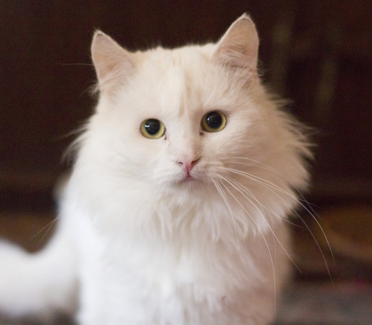 Сибирский кот белый