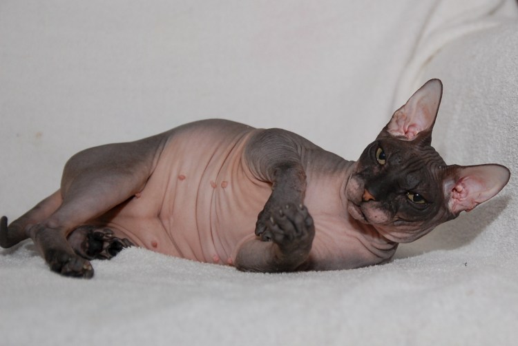 Сфинкс породы Бамбино