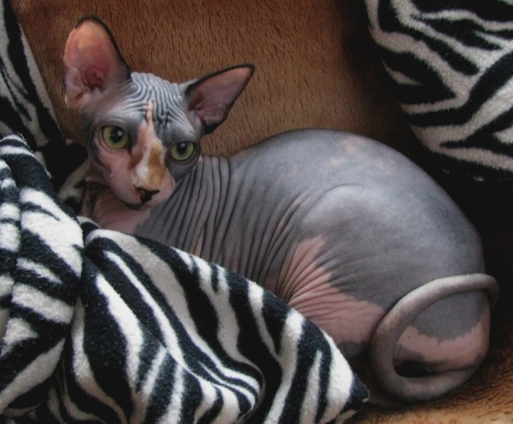 Кот сфинкс Мем