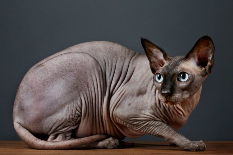 Донской сфинкс упитанный