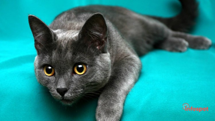 Коты породы Корат