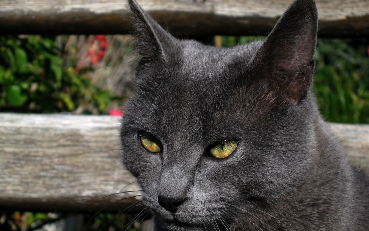 Картезианская кошка британец