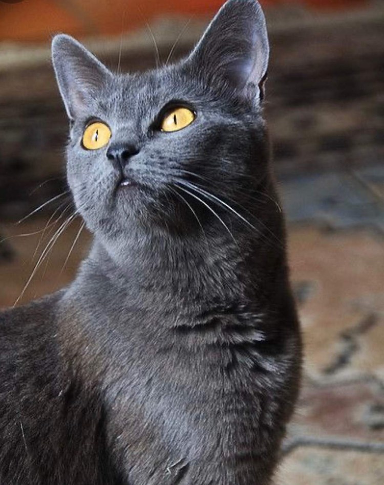 Шартрез кошка длинношерстная