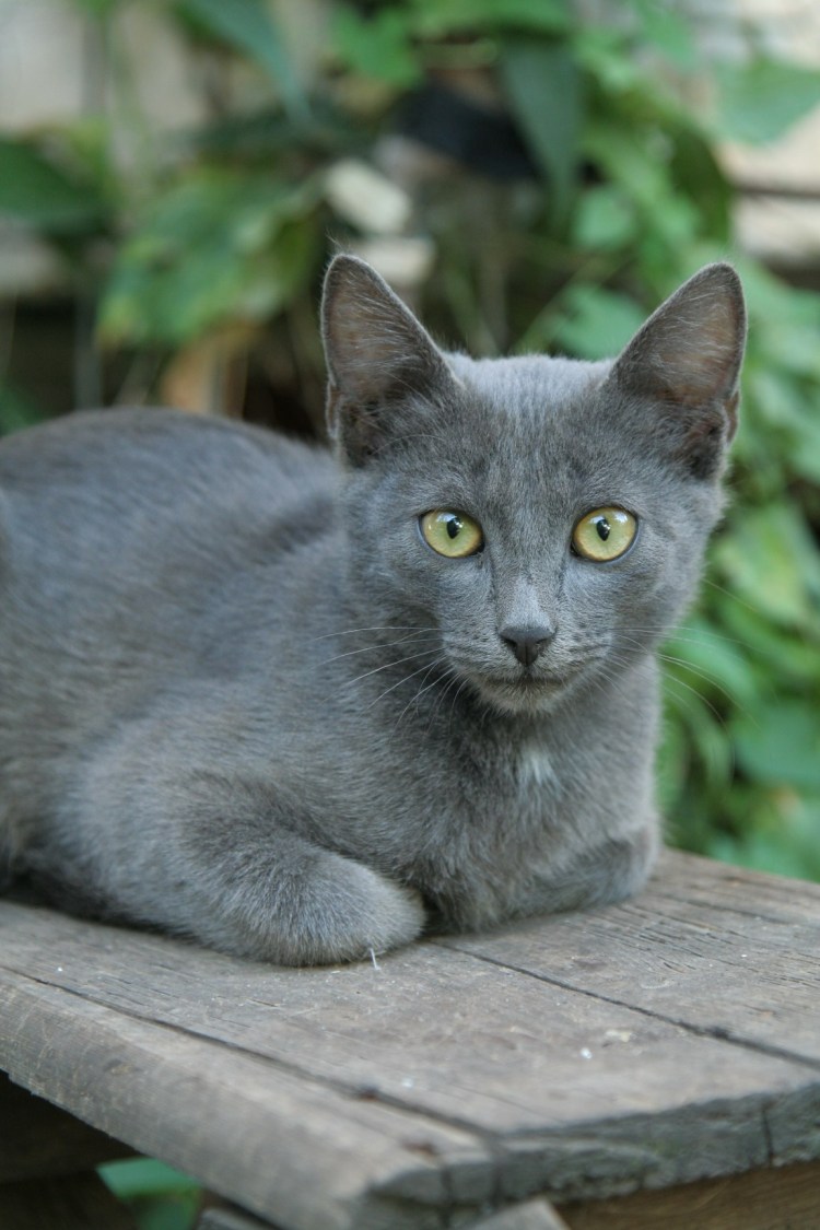 Серо голубая кошка