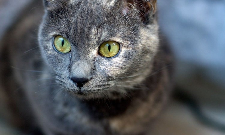 Шартрез кошка