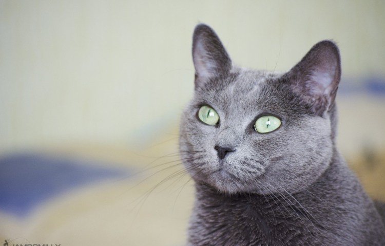Серый кот с зелеными глазами