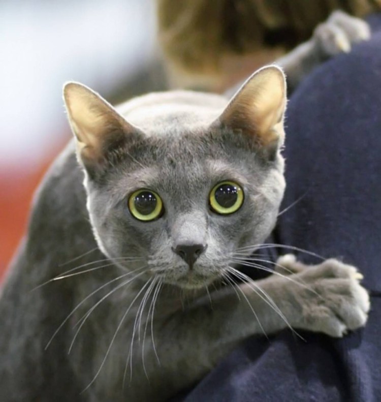 Британская короткошёрстная кошка шартрез