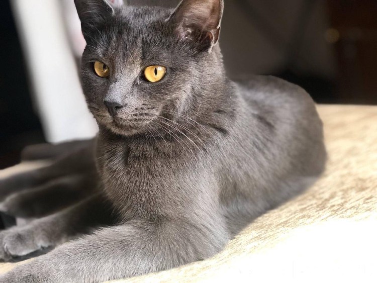 Голубая кошка