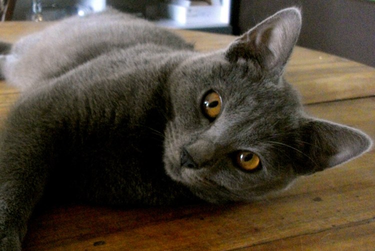 Корат шартрез Картезианская кошка