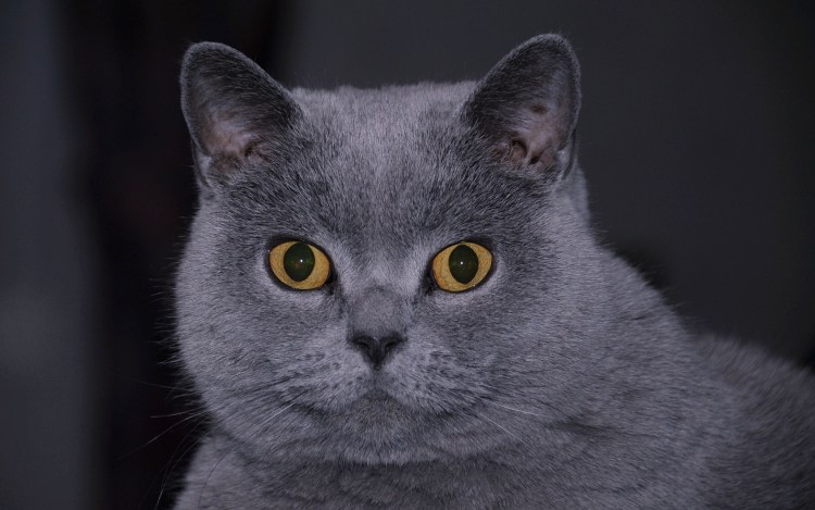 Английская короткошерстная кошка