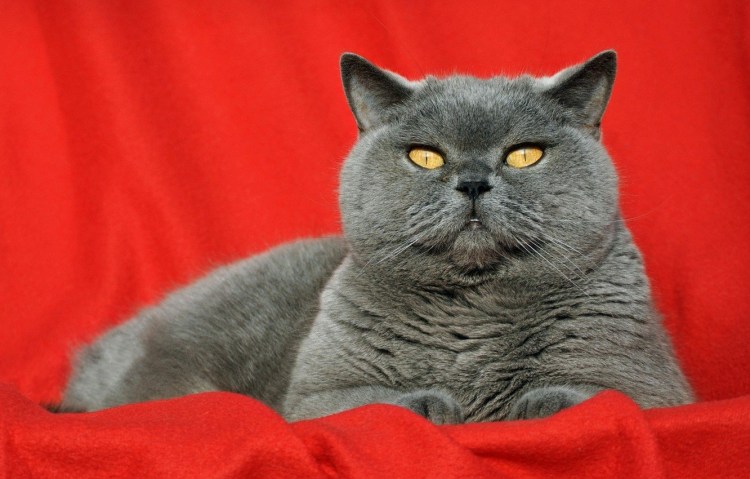 Ританская короткошёрстная кошка