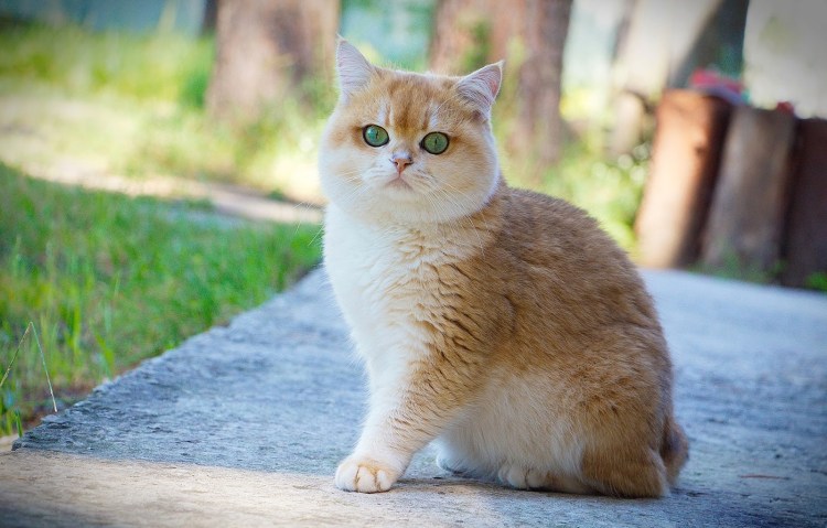 Британская короткошёрстная кошка