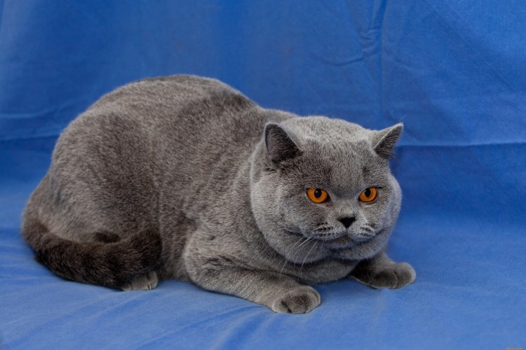 Порода Бритиш Шортхэйр