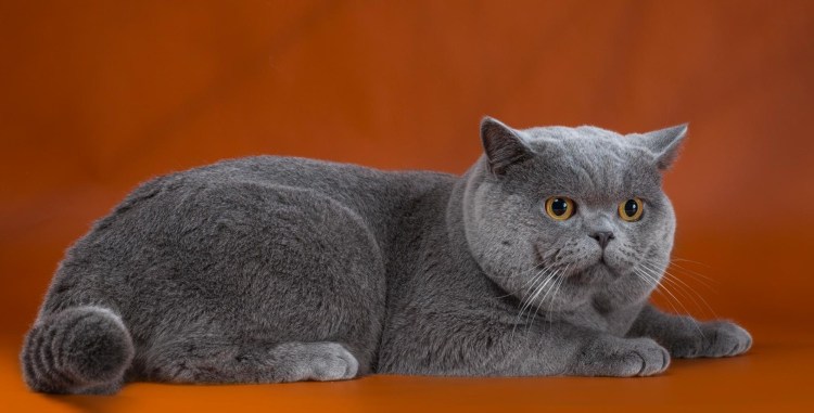 Британская короткошёрстная кошка