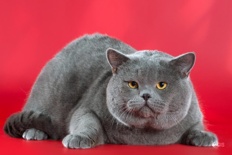 Картезианская кошка британец