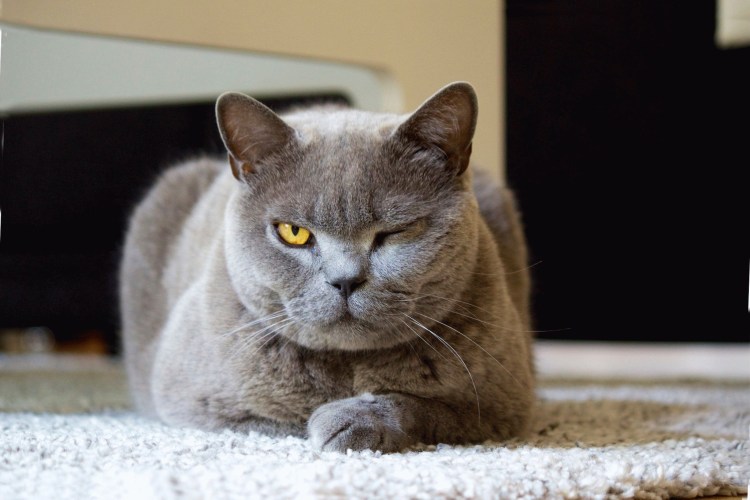 Британская короткошёрстная кошка голубая