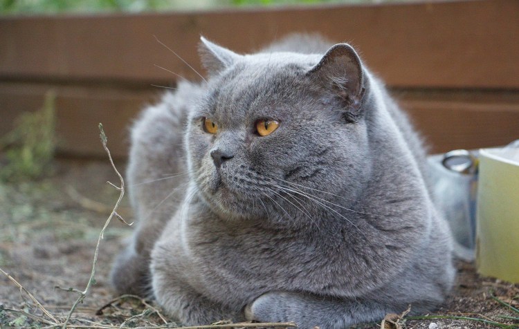Британская кошка короткошерстная серая породистая