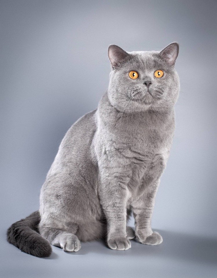 Британский короткошерстный кот