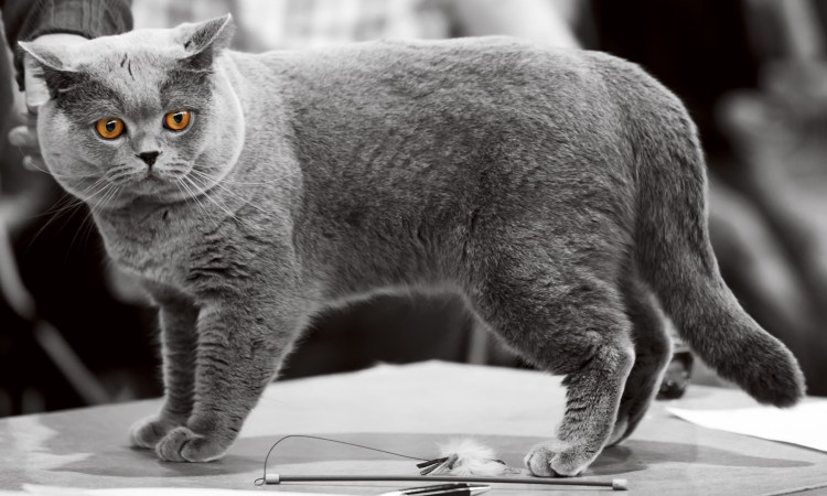 Британская короткошёрстная кошка шартрез