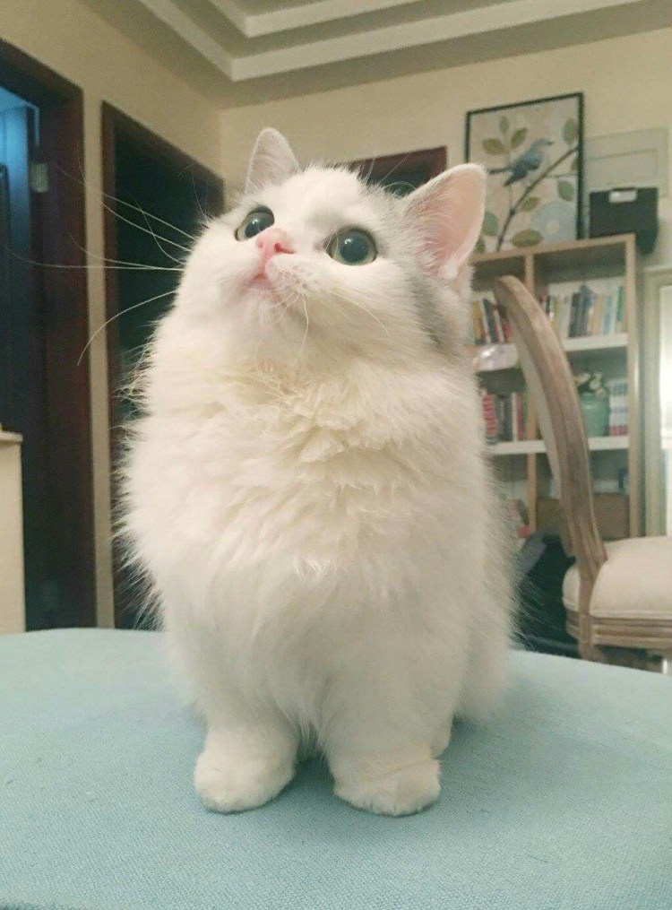 Коротколапые котята Манчкин