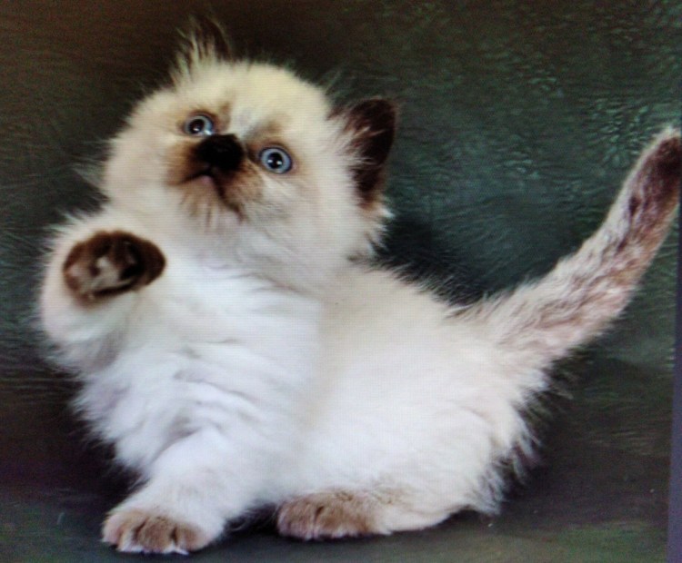 Манчкин длинношерстный