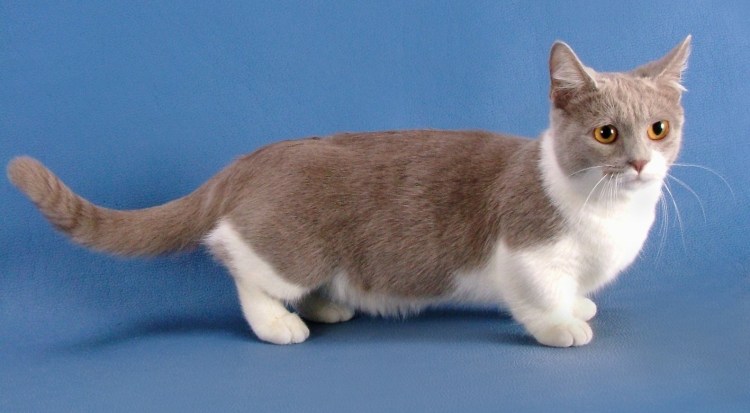 Коты породы Манчкин