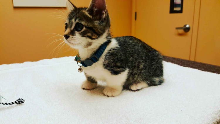 Кошки с короткими лапами