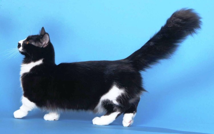 Манчкин кот