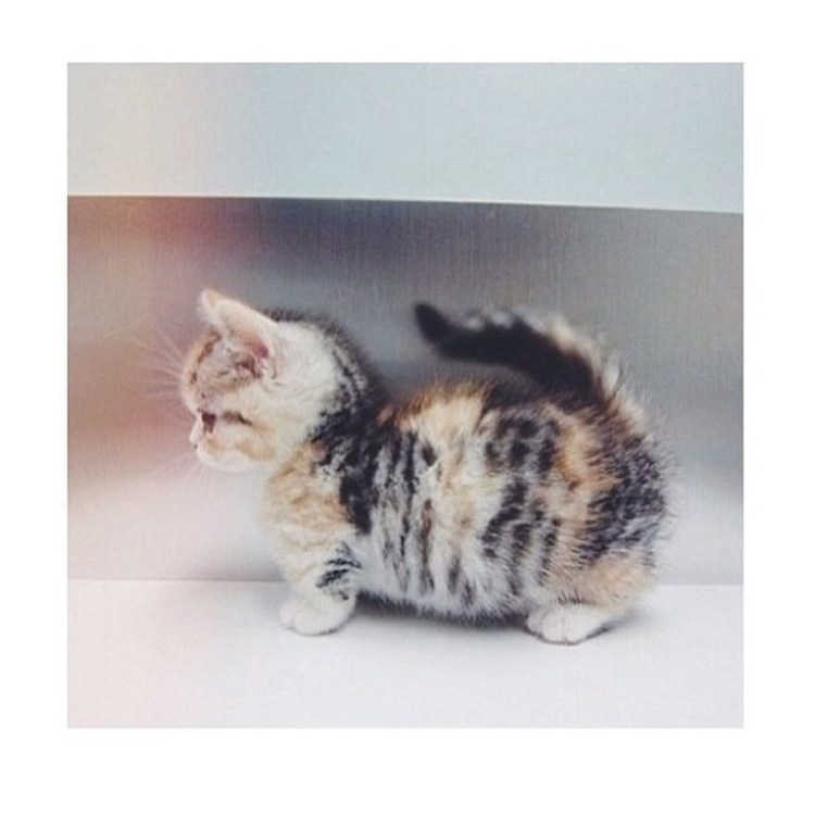 Манчкин кот сиамский