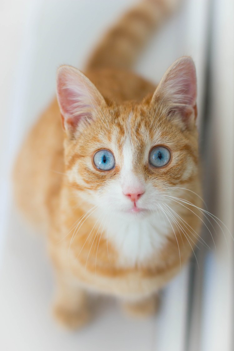 Бежевая кошка с голубыми глазами