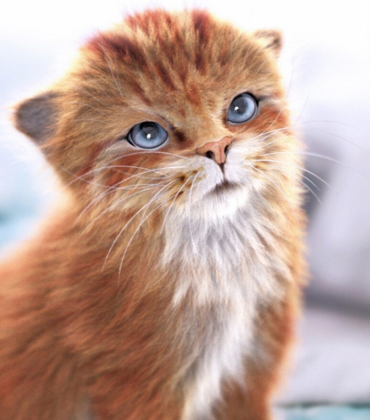 Сибирский кот рыжий голубоглазый